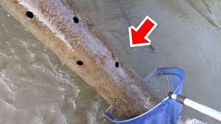 不法投棄されたパイプの中に巨大魚がいた【ENG SUB】