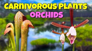 🌺🌿 We Discovered AMAZING Wild Orchids and Carnivorous Plants in Florida! 🔍🦟