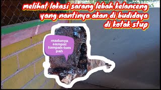 explore sarang kelanceng sebelum di pindah ke tempat budidaya