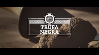 ¿Qué es la trufa negra? Descubre cómo se cosecha y sus recetas