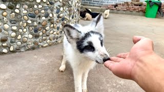 Лисёнок🦊 действительно укусил своего нового хозяина! Что происходит? 🦊🥰👍😘