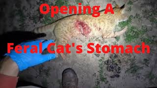 Checking The Stomach Contents Of A Feral Cat (Graphic Content)