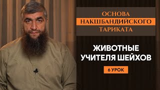 Животные учителя шейхов (урок 6-й) - Основа Накшабандийского тариката