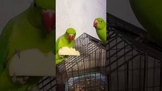 Parrot Enjoy Apple🍎🔥🤣😂😅#parrot#mithu #enjoy #parrotspeak#shortvideo #shorts#reels#birds#mittoo #pets