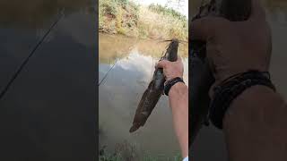 אחלה דג שמגיע על בוס - Catfish on ple with bobber #דיג #דייגים #דייג #fishing #fishingvideo