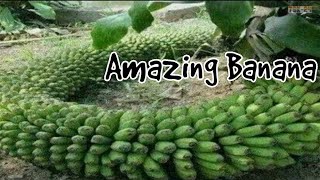 Amazing Banana