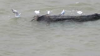 2021 Novi Sad Funny birds on log, Serbia