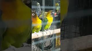 Black mask green affrican love birds #addiction #pet2023