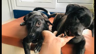 I took two black puppies to the vet to be vaccinated 🙏