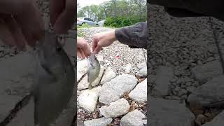 From LAKE to PLATE! (Crappie Fishing!) #shorts