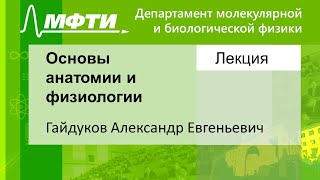 Основы анатомии и физиологии, Гайдуков А. Е. 18.11.2021г.