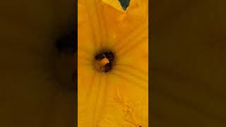 Pumpkin flower #plants #pollination #randomvoyage #shorts #youtubeshorts #flowers