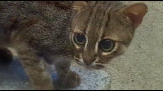 Kotki rude (rdzawe), Rusty-spotted cat,  najmniejsze dzikie koty - ZOO Wrocław