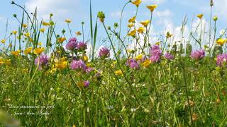 Doux murmures en forêt : relaxation nature et musique