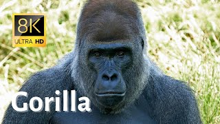 Impressive close-ups of Gorillas in a forest and Zoo - 8k [Ultra HD]