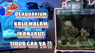 AQUARIUM AIR LAUT , IKAN DORI KALO MALEM KIRA KIRA TIDUR GA YA ? #reeftank