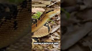 UMA CURIOSIDADE SOBRE A COBRA-PICO-DE-JACA #shorts #cobra #animais