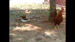 Ayam Naksir Kucing