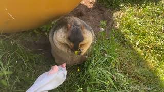 Feed Plums to The Adorable Himalayan Marmot