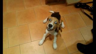 Щенок (4 месяца) бигль Бублик в гостях || Puppy (4 months old) beagle Away