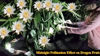 Dragon fruit Pollination Effect|How to increase the Size of Dragon Fruit