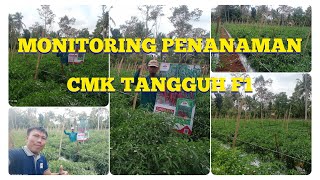 MONITORING PENANAMAN CMK TANGGUH F1 DI LAMPUNG TIMUR #tangguh #panenmakmur