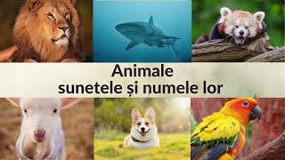 Top 50 de animale - cu sunetele si denumirile lor, pentru copii #animale #sunete #nume