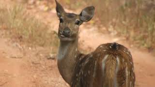 Tadoba tiger reserve spotted deer