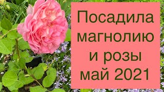 Посадила магнолию и розы. Цветущая роза Эшли