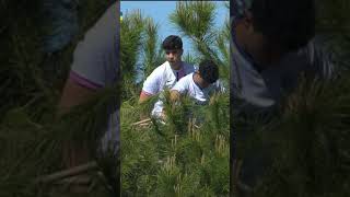 Se subieron a un árbol para ver un partido de fútbol