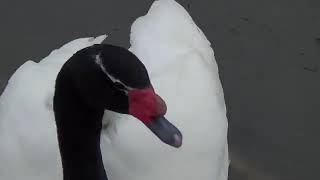 Black-necked Swan