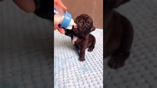 cute puppy