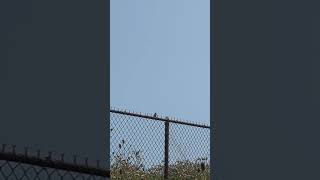 Song Sparrow is thinking deeply (New York)(Audio)(Bad Quality)