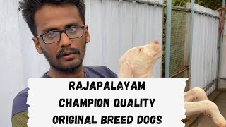 💢🤯இது தான் ராஜபாளையம் நாய் Champion Quality Dogs 🐶 @Nivas_Vlogs க்கு நாய் வாங்கியாச்சு #rajapalayam