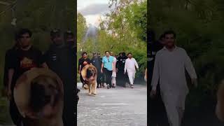 PM Imran khan entery check kro Kaptan ke