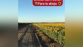 Girasoles y abejas