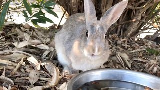 Why are rabbits drinking water so cute?