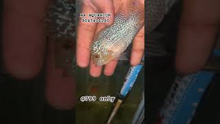 SRD FLOWER HORN #shorts#trending#shortvideo#fishingvideo#pet#aquarium#aquariumfishfish#batlagundu