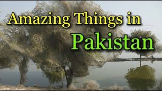 Amazing Spider Web in Pakistan | Trees Cocooned in Spider Webs After Pakistan Floods