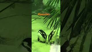 African penguins at Singapore zoo