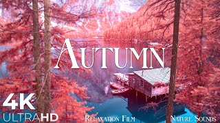 Autumn Melodies - Relaxation Film 4K - Peaceful Relaxing Music - Nature 4k Video UltraHD