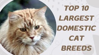 Top 10 Largest Domestic Cat Breeds