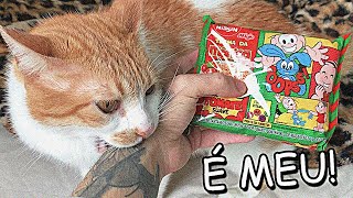 Fazendo um miojo com o meu gato