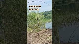 БЕШЕНЫЕ ПОКЛЁВКИ #рыбалка #fishing #поклевка