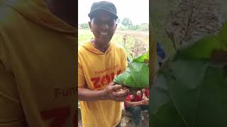 MAKAN BERSAMA PETANI DI PINGGIR SAWAH #mukbang #subscribe#sub#shortsvideo #shortsfeed#shorts#shorts