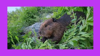 A Beaver Eating in the Bushes