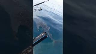 A whale shark is seeking human help to escape the rope trapped under his wing