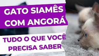 Gato Siamês com Angorá tudo o que você precisa saber