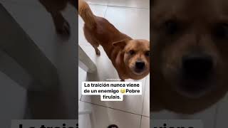 La traicion!  #shortsvideo #reirse #humormemes #comedia #funnymemes #comedias #funnyimages #funny