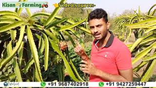 ऑर्गेनिक ड्रैगन फ्रूट फार्मिंग । सुपरफूड की कमाई का सच । dragon fruit Farming |By Kisan farming